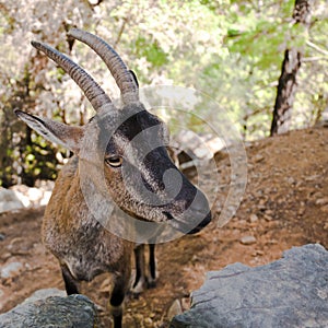 Wild kri-kri goat in Samaria Gorge, Crete, Greece.