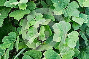 Wild Kudzu â€“ Pueraria lobate