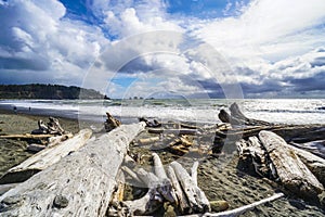 Wild La Push Beach with famous forested trail - FORKS - WASHINGTON