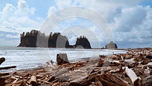 Wild La Push Beach with famous forested trail - travel photography