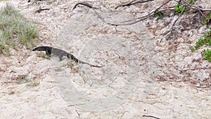 Wild lace monitor or goanna varanus varius on the beach.