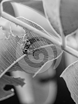 Wild ladybug is Mating in the wild