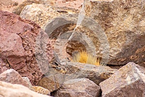 Wild Lagidium Viscacia Atacama Desert Chile photo