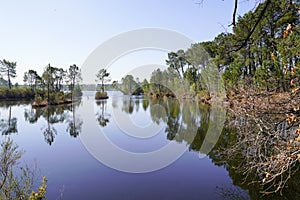 Wild Lake of Hostens water trees reflexion in Gironde france