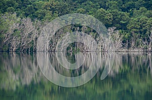 Wild lake in the mountains with dry tree trunks surrounded along the shore, Dried trees that are reflected in the water at dam