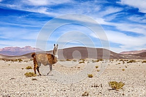 Wild lama on the mountains of Andes. mountain and blue sky in the background