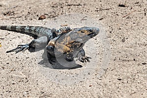 Wild land iguana (Conolophus pallidus) on Isla Iguana Azuero, Panama