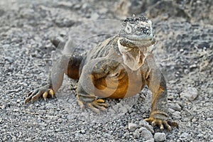 Wild land iguana photo