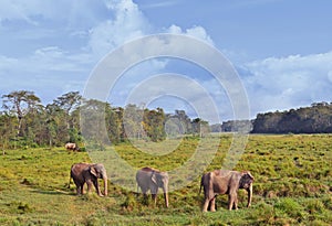 Wild landscape with asian elephants