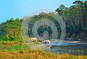 Wild landscape with asian rhinoceroses in CHITWAN