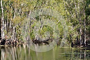 Wild landscape of gum trees grow on a river lagoon in Queensland