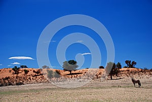 Wild landscape. Kgalagadi Transfrontier Park. Northern Cape, South Africa