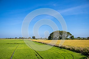 wild landscape shot of rice field