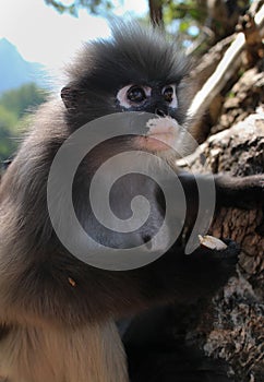 Wild Langur Primate Monkey Among the Rocks at its Open Sanctuary Animal Preserve in Thailand, Asia