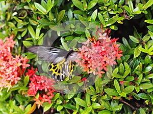 Wild large black light yellow pattern butterfly moth picking nectar from red ixora flowers, tropical plants outdoor in garden with