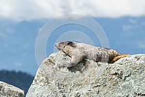 Wild large Hoary Marmot in natural environment of mountains.