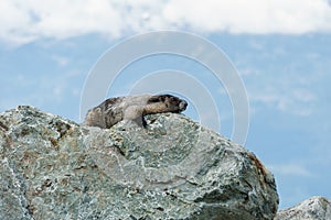 Wild large Hoary Marmot in natural environment of mountains.