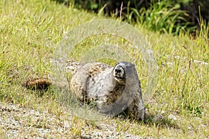 Wild large Hoary Marmot in natural environment of mountains.