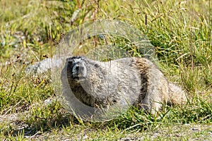 Wild large Hoary Marmot in natural environment of mountains.