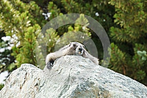 Wild large Hoary Marmot in natural environment of mountains.