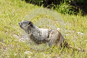 Wild large Hoary Marmot in natural environment of mountains.