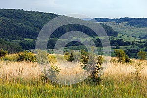 wild late summer field with tall dry grass and small trees with forest hills in the background