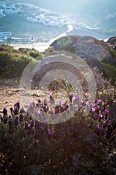 Wild lavender by the beach