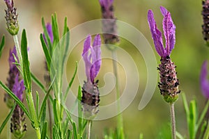 Wild lavender flower in the foreground. Scientific name Lavandula Stoechas