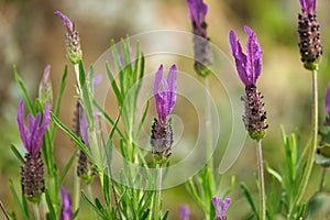 Wild lavender flower in the foreground. Scientific name Lavandula Stoechas