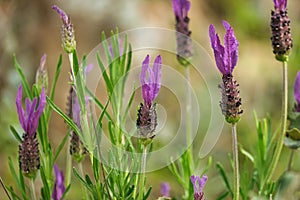 Wild lavender flower in the foreground. Scientific name Lavandula Stoechas