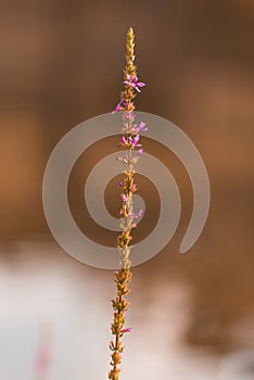 Wild lavender flowers shot outdoors photo
