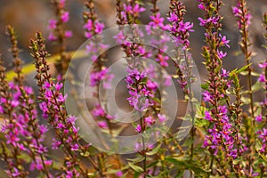 Wild lavender flowers shot outdoors photo