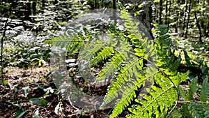 Wild leaf of fern photo