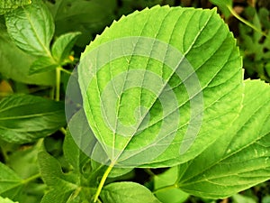 A wild leaf with the scientific name Acalypha australis.