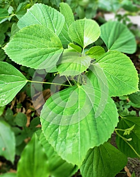 Wild leaf shoots scientific name is Acalypha australis.