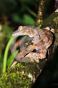 Wild Leaf-tailed Gecko