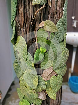 wild leafy ficus villosa creeper plant.