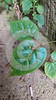 The wild leaves in the dividing wall area have a shiny green color