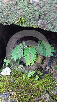 Wild leaves outside the house have many small flowers arranged neatly on one branch