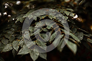 Wild leaves with raindrops