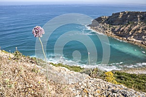 Wild leek growing at Espichel Cape Cliffs, Sesimbra, Portugal