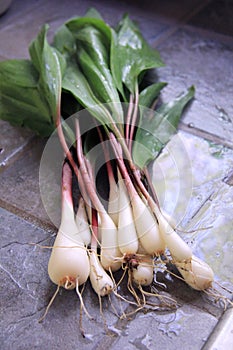 Wild Leeks