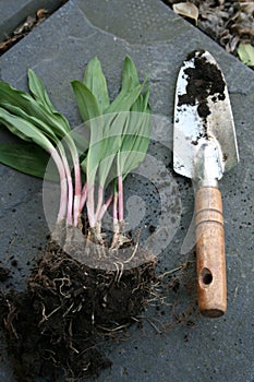 Wild Leeks or Ramps