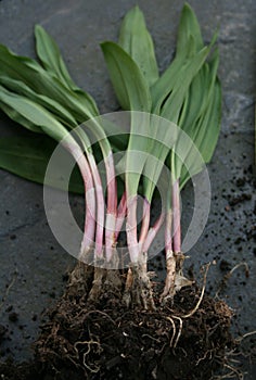 Wild Leeks or Ramps