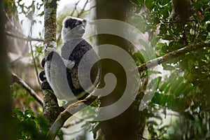 Wild lemur in habitat. Indri indri, monkey with young babe cub in Kirindy Forest, Madagascar. Lemur in the nature habitat. Sifaka