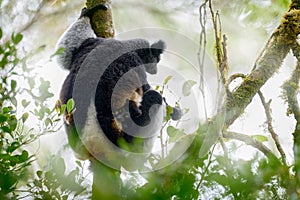 Wild lemur in habitat. Indri indri, monkey with young babe cub in Kirindy Forest, Madagascar. Lemur in the nature habitat. Sifaka