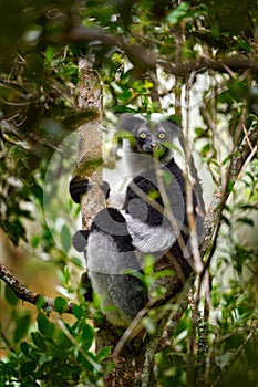 Wild lemur in habitat. Indri indri, monkey with young babe cub in Kirindy Forest, Madagascar. Lemur in the nature habitat. Sifaka