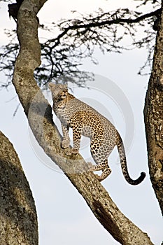 Wild leopard on an acacia tree during hunting in Masai Mara, Kenya