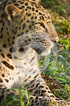 Wild Leopard at Buxa Forest