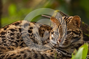 A wild leopard cat siting